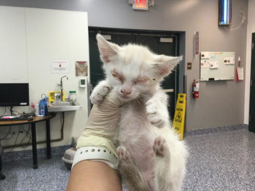 A1924167, Baby Siamese (medium coat), cat for adoption in Indio, California