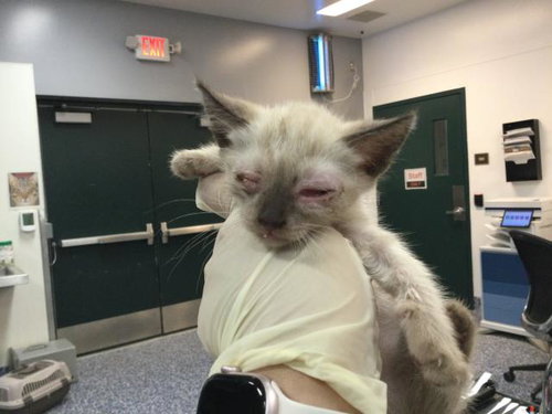 A1924168, Baby Siamese (medium coat), cat for adoption in Indio, California