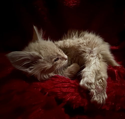 TIBERIUS, Baby Domestic Long Hair (medium coat), cat for adoption in Indio, California