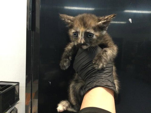 CIARA, Baby Domestic Short Hair (medium coat), cat for adoption in Indio, California