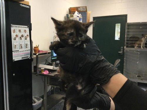 MYA, Baby Domestic Short Hair (medium coat), cat for adoption in Indio, California