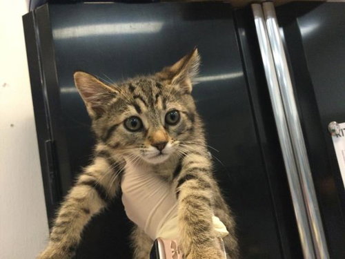 MIKO, Baby Domestic Short Hair (medium coat), cat for adoption in Indio, California