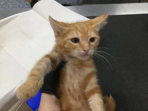 A1917861, Baby Domestic Medium Hair (medium coat), cat for adoption in Indio, California