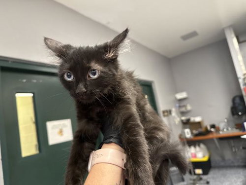 A1924595, Baby Domestic Medium Hair (medium coat), cat for adoption in Indio, California