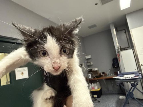 A1924597, Baby Domestic Medium Hair (medium coat), cat for adoption in Indio, California