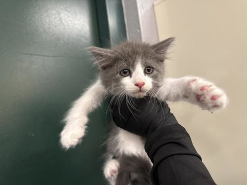 A1924579, Baby Domestic Short Hair (medium coat), cat for adoption in Indio, California