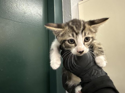 A1924580, Baby Domestic Short Hair (medium coat), cat for adoption in Indio, California