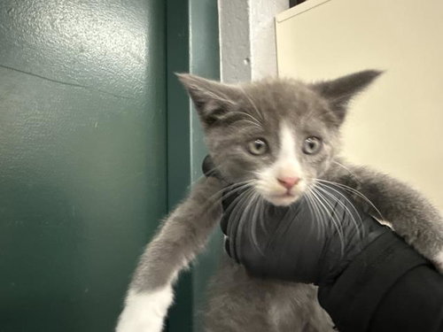 A1924584, Baby Domestic Short Hair (medium coat), cat for adoption in Indio, California