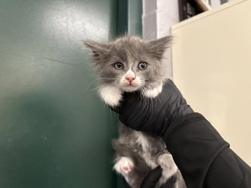 A1924586, Baby Domestic Short Hair (medium coat), cat for adoption in Indio, California