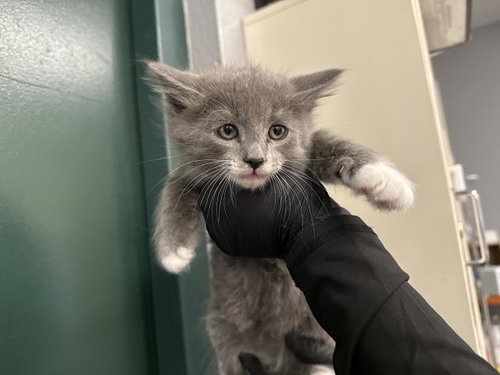 A1924587, Baby Domestic Short Hair (medium coat), cat for adoption in Indio, California
