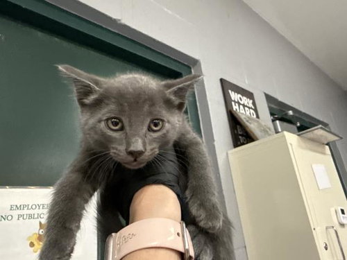 A1924588, Baby Domestic Short Hair (medium coat), cat for adoption in Indio, California