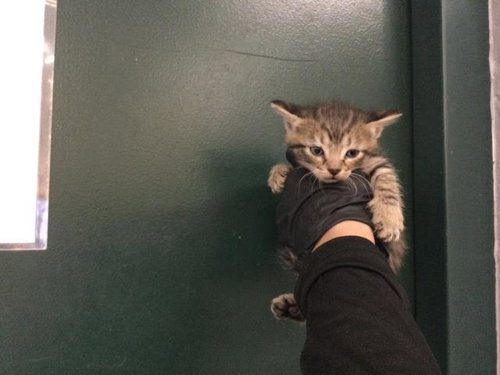 A1924611, Baby Domestic Short Hair (medium coat), cat for adoption in Indio, California