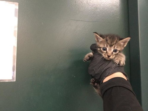 A1924613, Baby Domestic Short Hair (medium coat), cat for adoption in Indio, California