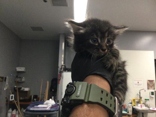 A1924614, Baby Domestic Short Hair (medium coat), cat for adoption in Indio, California