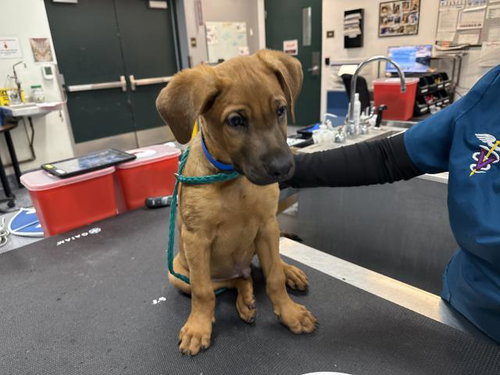 OAKLEY, an adoptable Pit Bull Terrier in Thousand Palms, CA