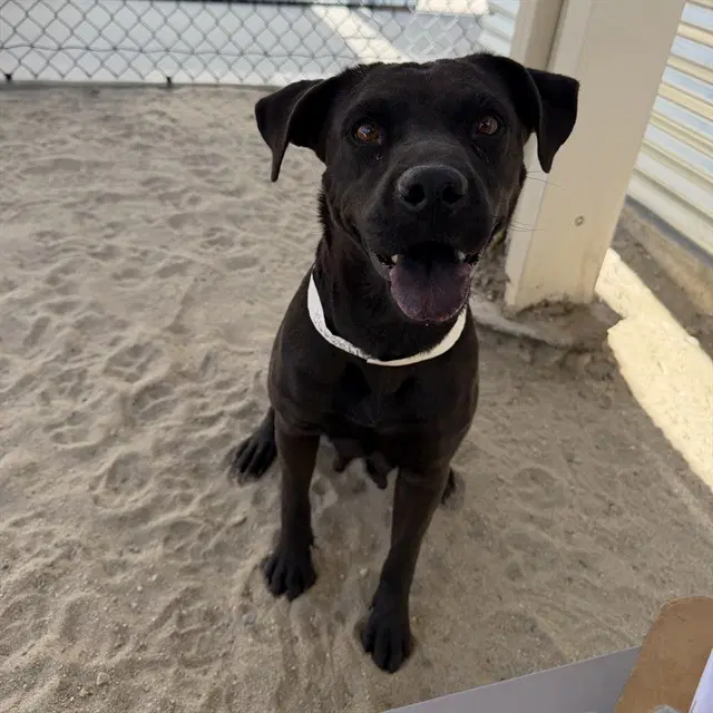Lois - Pit Bull Terrier