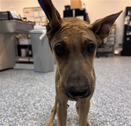 JUNIOR, an adoptable German Shepherd Dog in Thousand Palms, CA