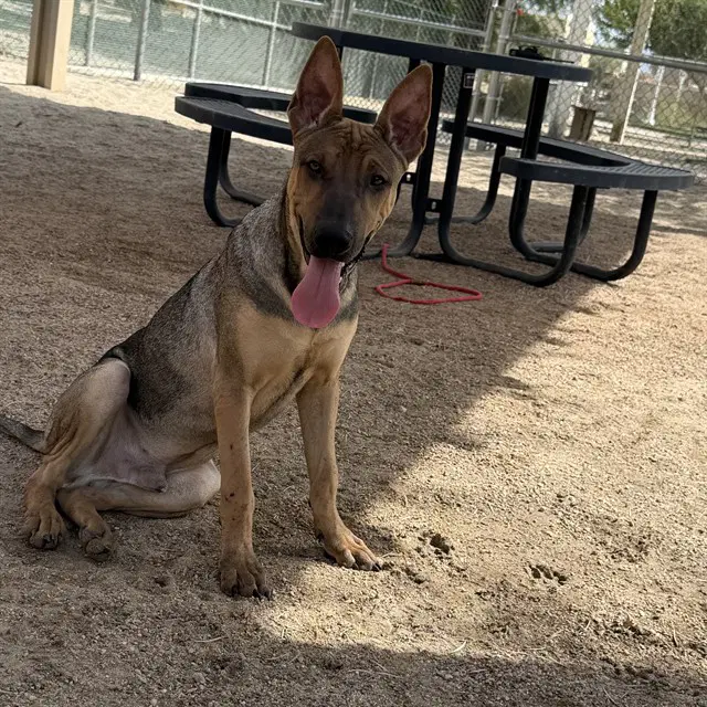Junior - German Shepherd Dog