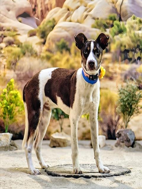 JOCKEY, an adoptable Terrier in Thousand Palms, CA