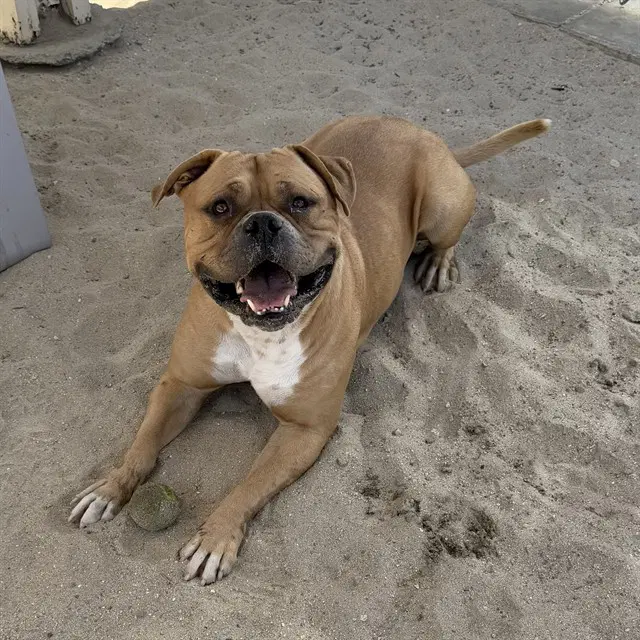 Brownie - Mastiff