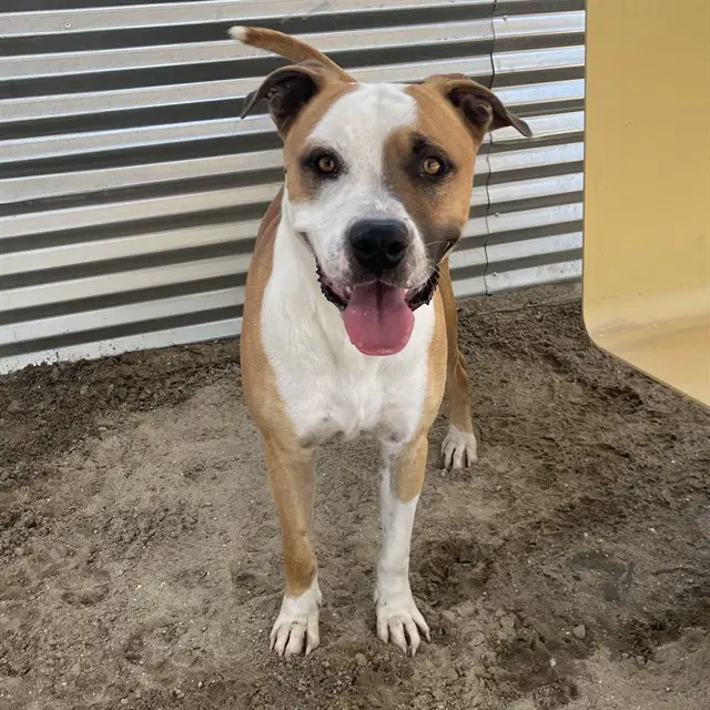 Wyatt - Pit Bull Terrier