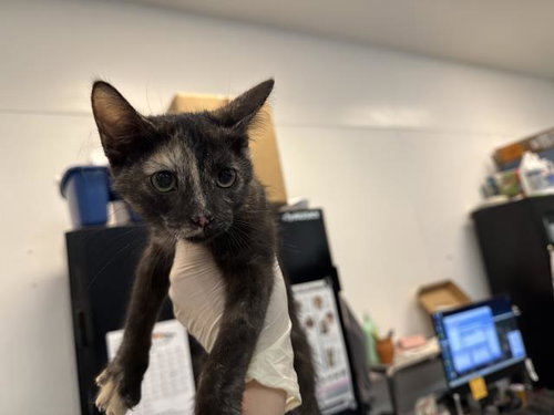 A1921944, an adoptable Domestic Short Hair in Thousand Palms, CA