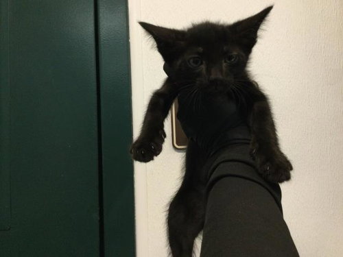 A1925659, an adoptable Domestic Short Hair in Thousand Palms, CA