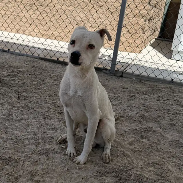 Marcus - Terrier