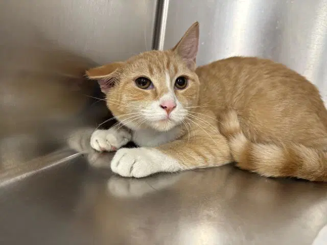 Gingee - Domestic Short Hair