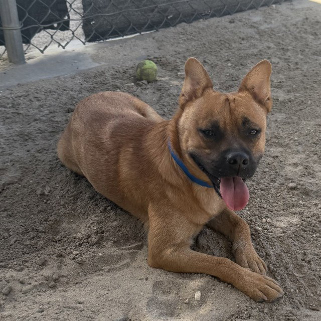 TAZ
