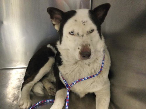 A1925152, an adoptable Border Collie in Thousand Palms, CA
