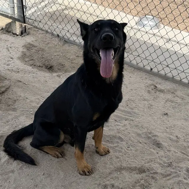 Stewie - German Shepherd Dog