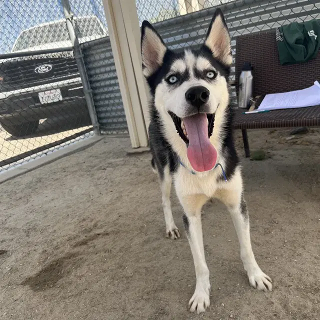 Bark Ruffalo - Husky