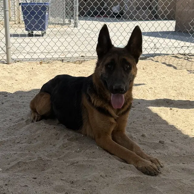 Unknown - German Shepherd Dog