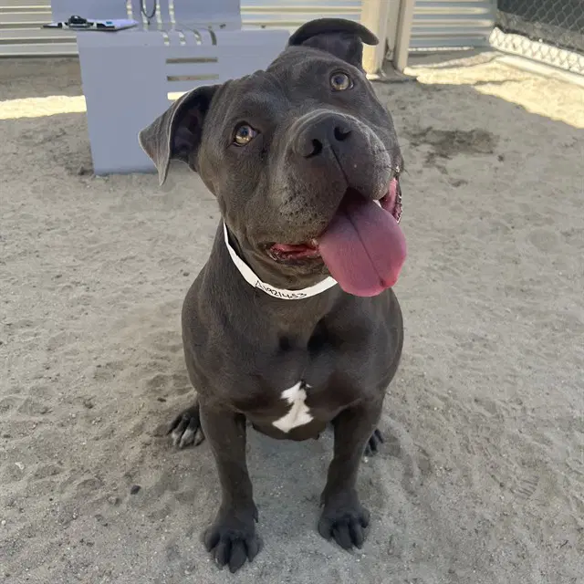 Peggy - Pit Bull Terrier