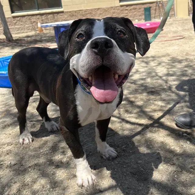 Bo - Pit Bull Terrier