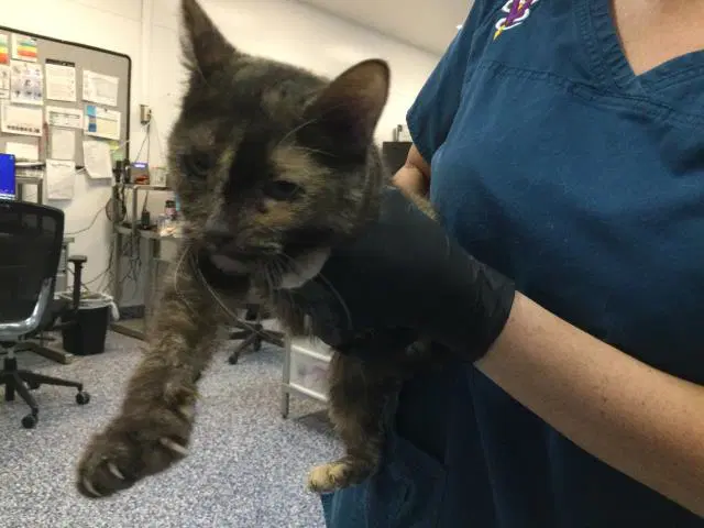Chai - Domestic Short Hair