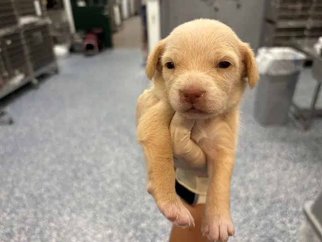 Crema - Terrier