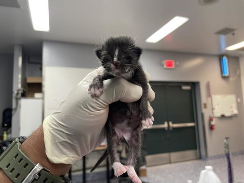 picture of the cat needing adoption