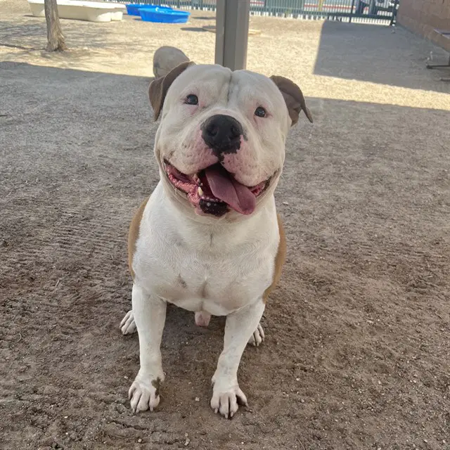 Canelo - Pit Bull Terrier