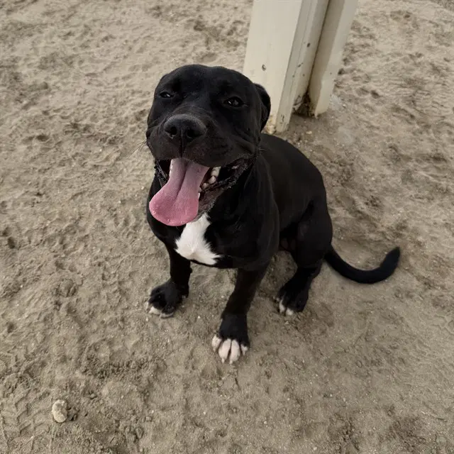 Billy - Pit Bull Terrier