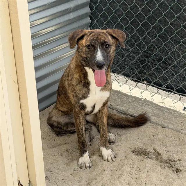 Kendra - Pit Bull Terrier