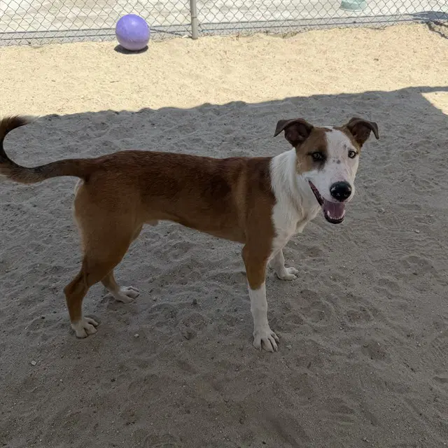 Unknown - Bull Terrier