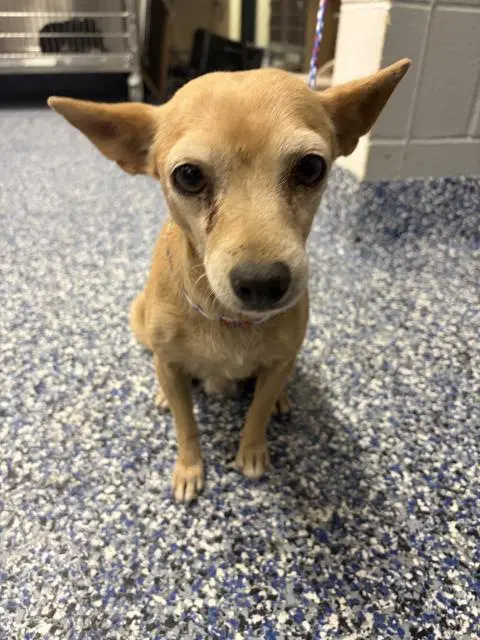 Chula - Chihuahua