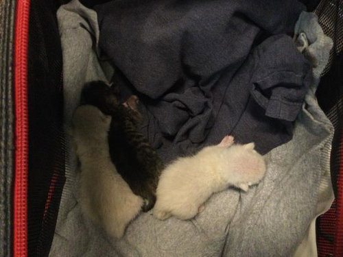 picture of the cat needing adoption