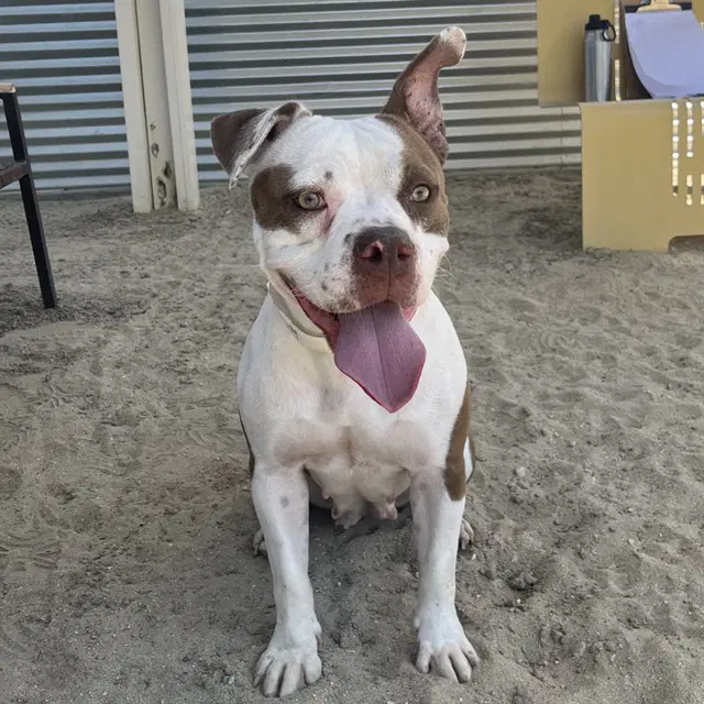 Betsy - Pit Bull Terrier