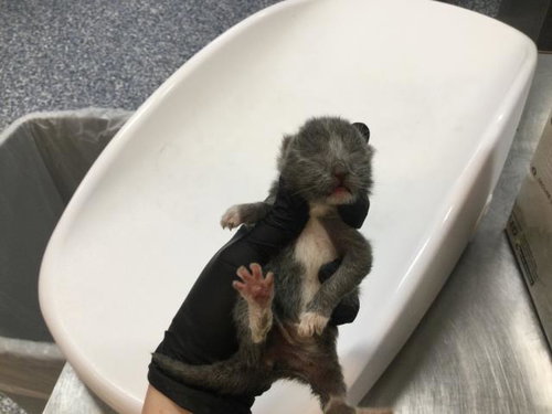 picture of the cat needing adoption