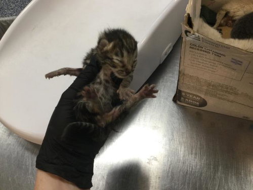 picture of the cat needing adoption