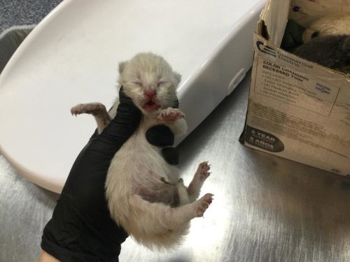 picture of the cat needing adoption