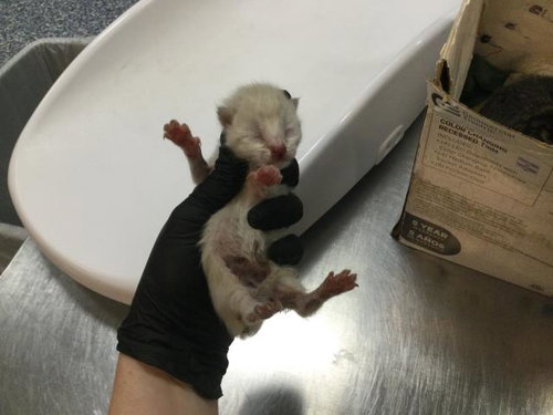 picture of the cat needing adoption